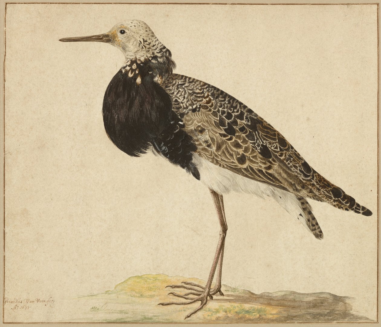 Standing Ruff alkotó: Gerardus van Veen