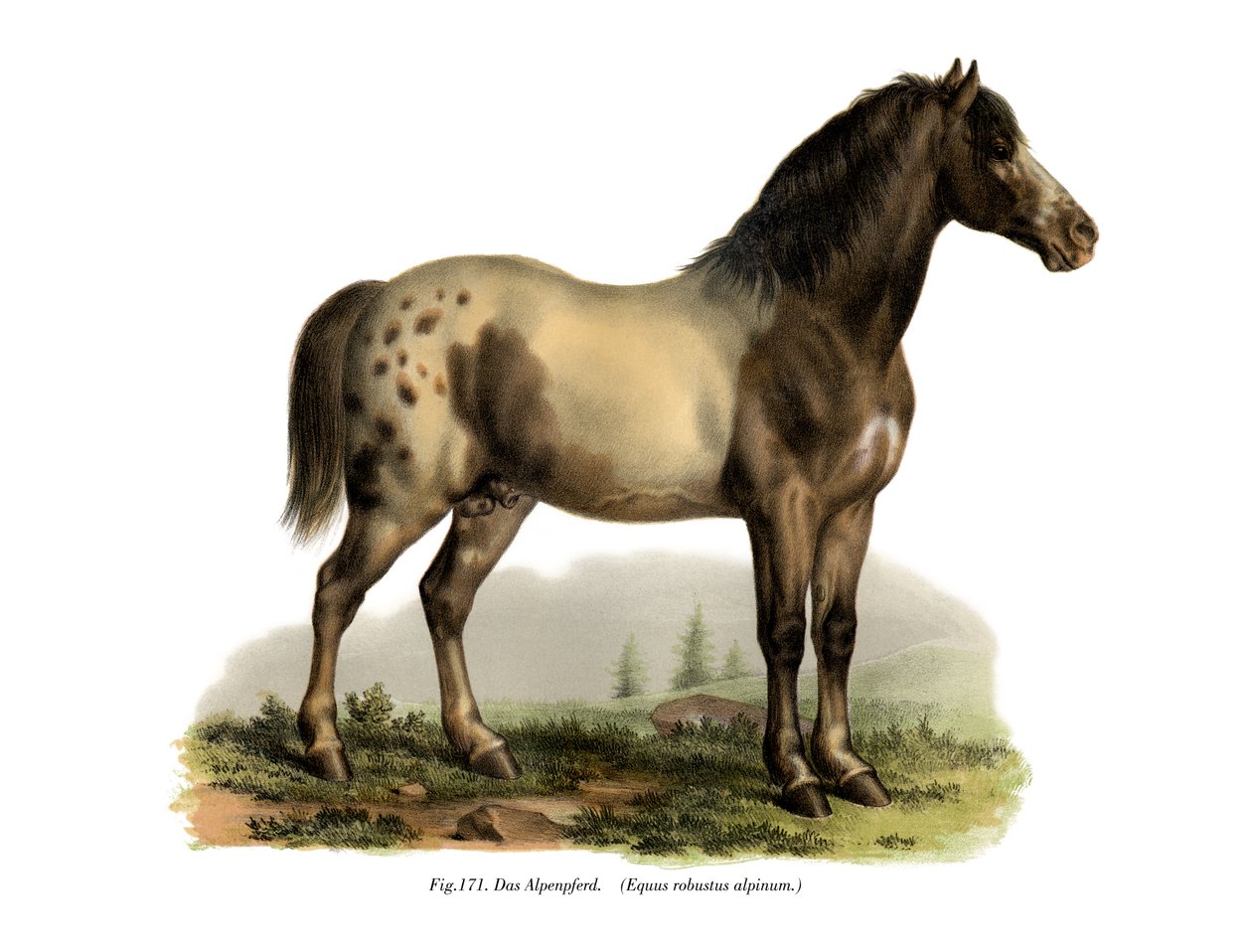 Alpesi ló, 1860 alkotó: German School