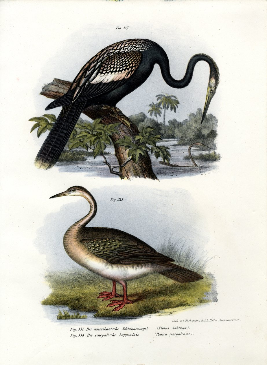 Anhinga, 1864 alkotó: German School