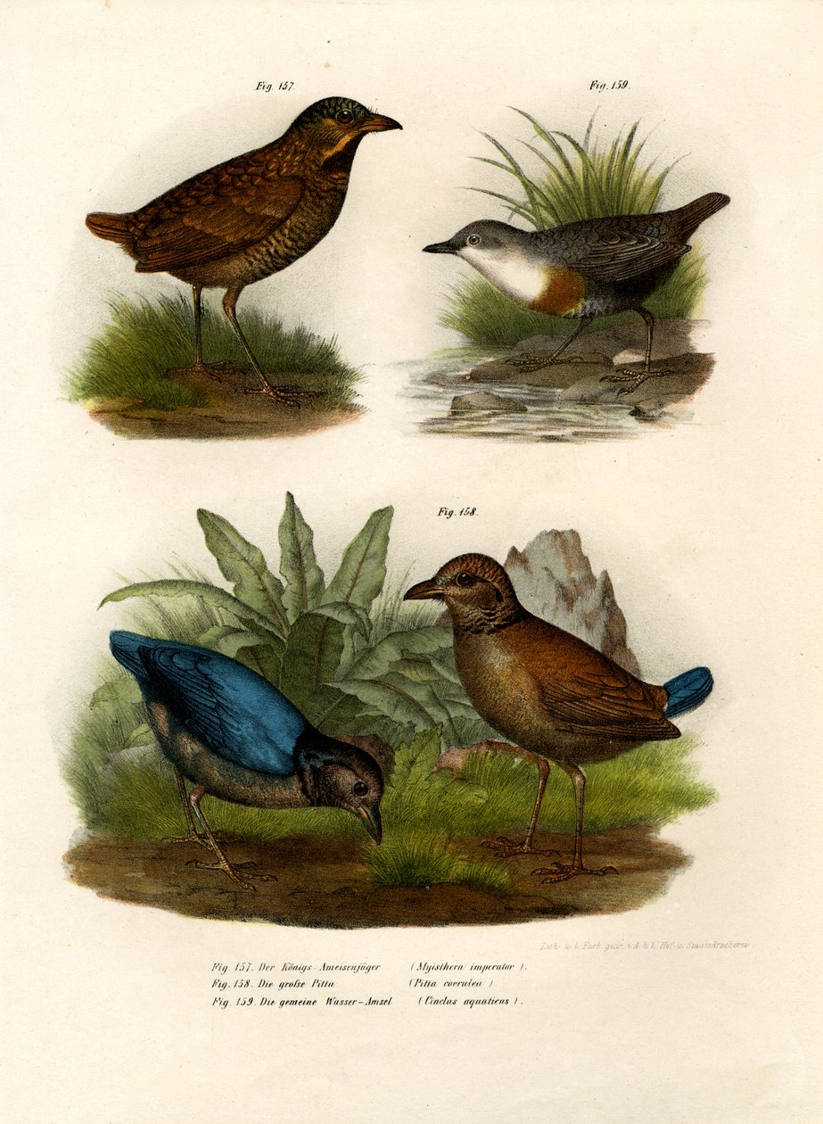 Antpitta, 1864 alkotó: German School