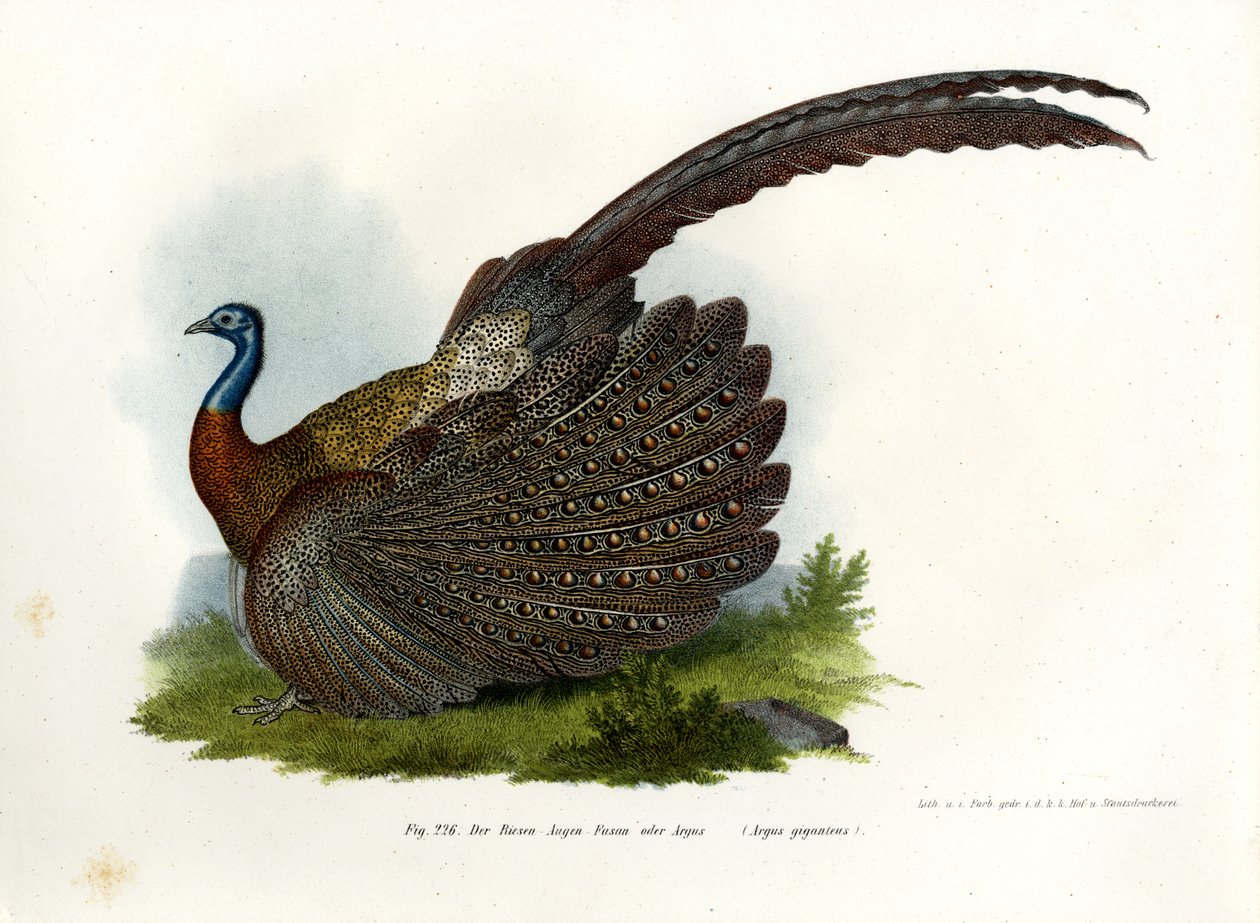 Argus fácán, 1864 alkotó: German School