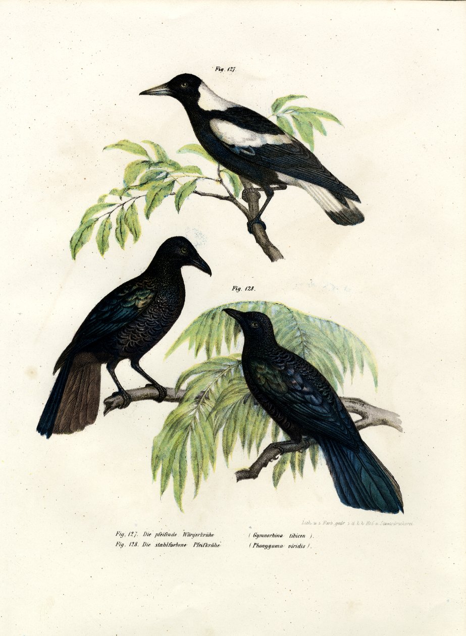 Ausztrál szarka, 1864 alkotó: German School