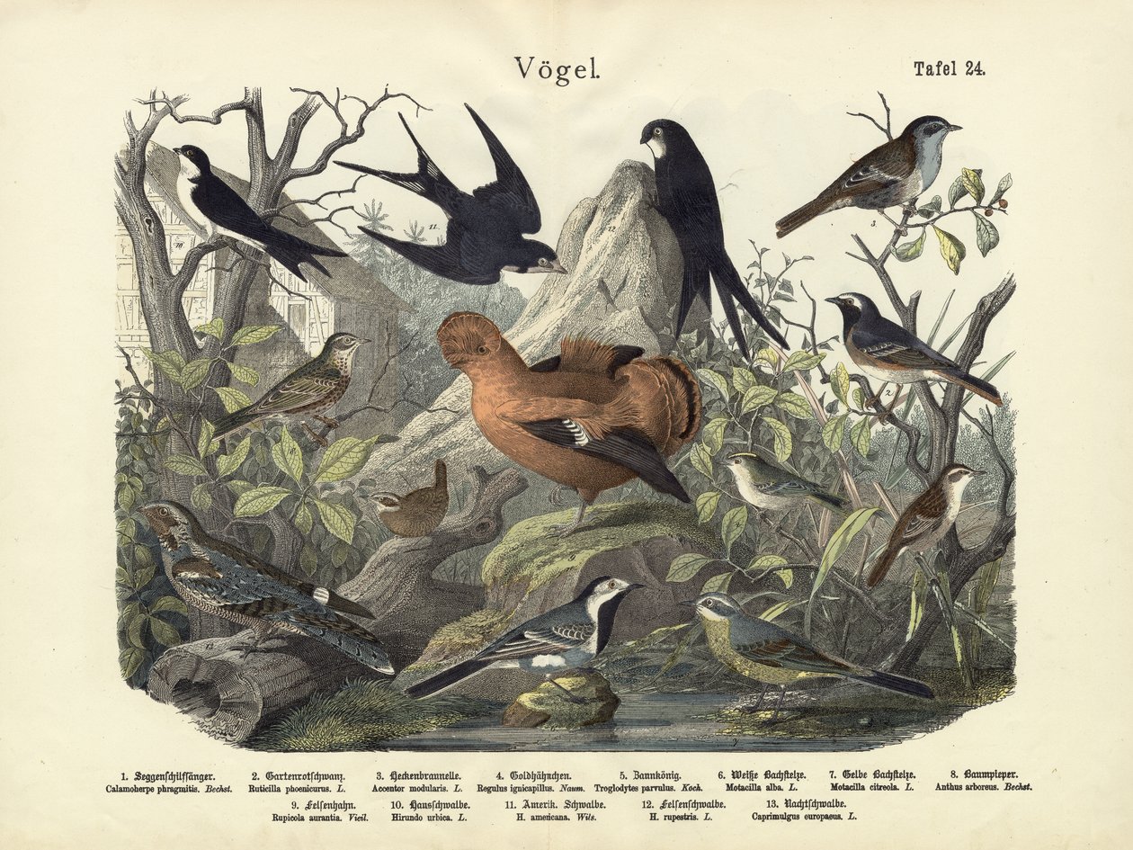 Madarak, 1860 körül alkotó: German School
