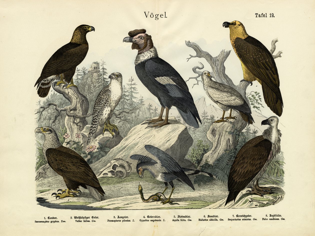 Madarak, 1860 körül alkotó: German School