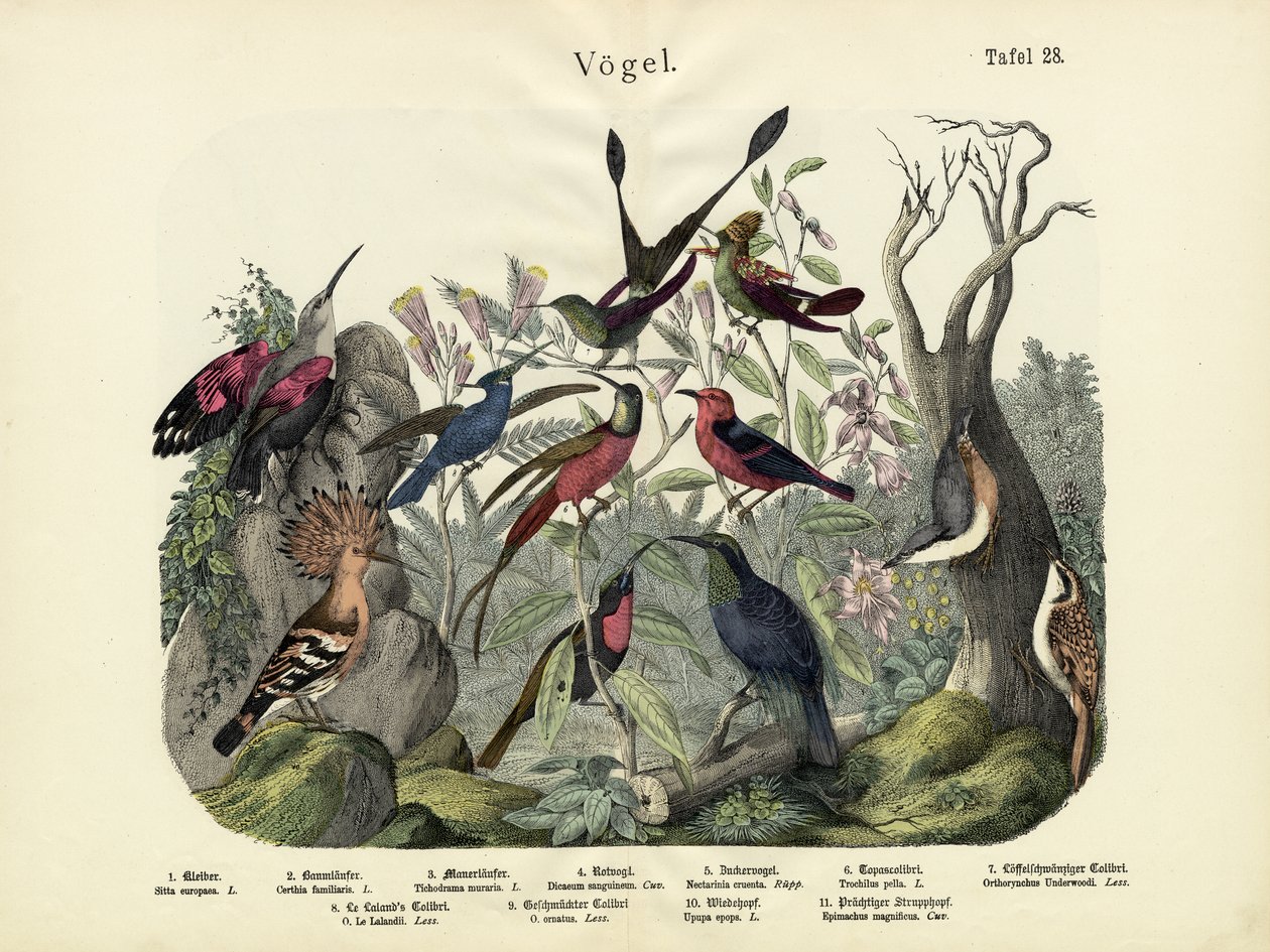 Madarak, 1860 körül alkotó: German School