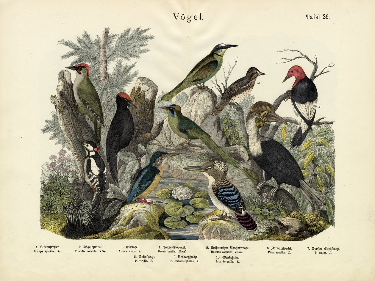 Madarak, 1860 körül alkotó: German School