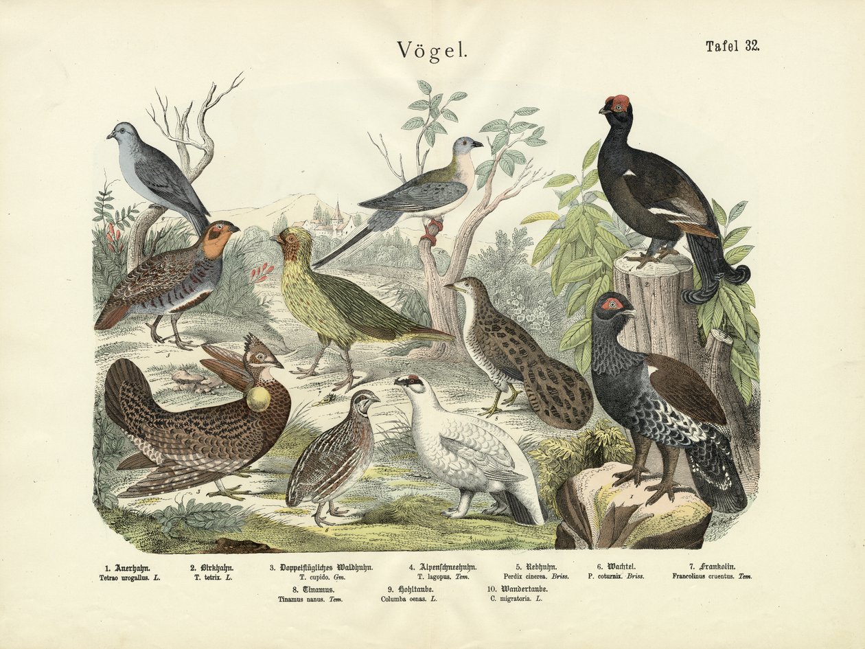 Madarak, 1860 körül alkotó: German School
