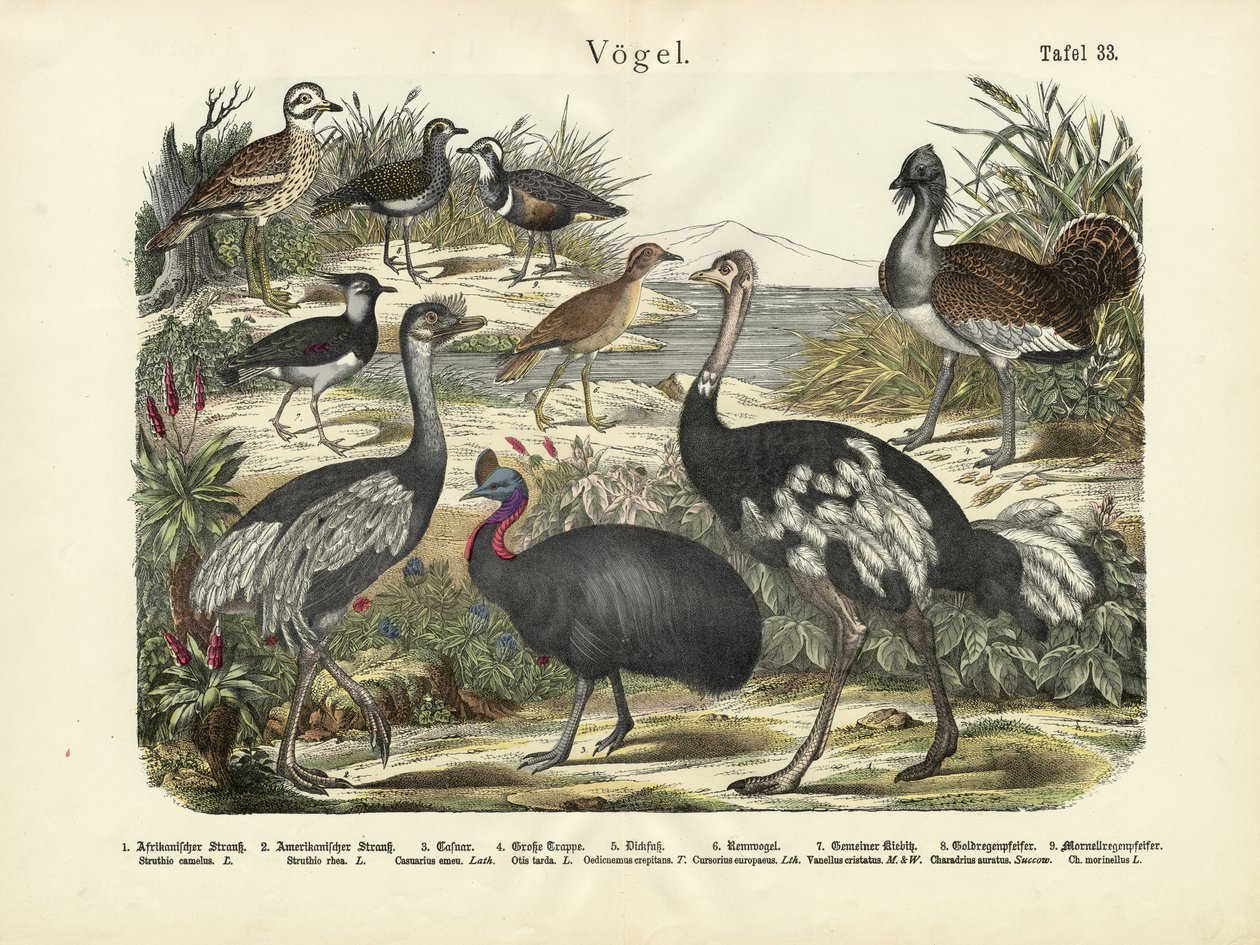 Madarak, 1860 körül alkotó: German School