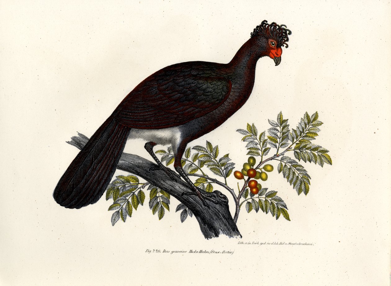 Fekete Curassow, 1864 alkotó: German School