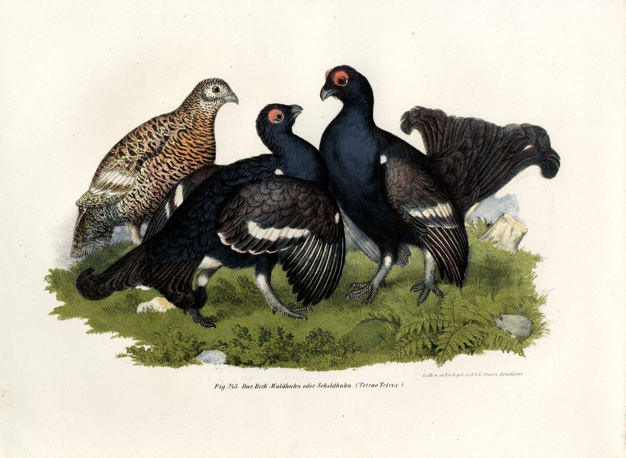 Fekete nyírfajd, 1864 alkotó: German School