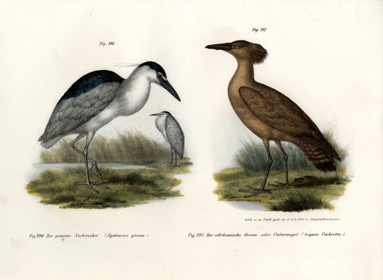 Fekete koronás éjszakai gém, 1864 alkotó: German School