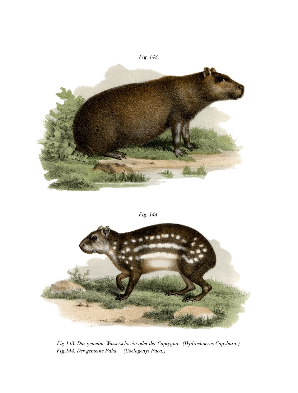 Capybara, 1860 alkotó: German School