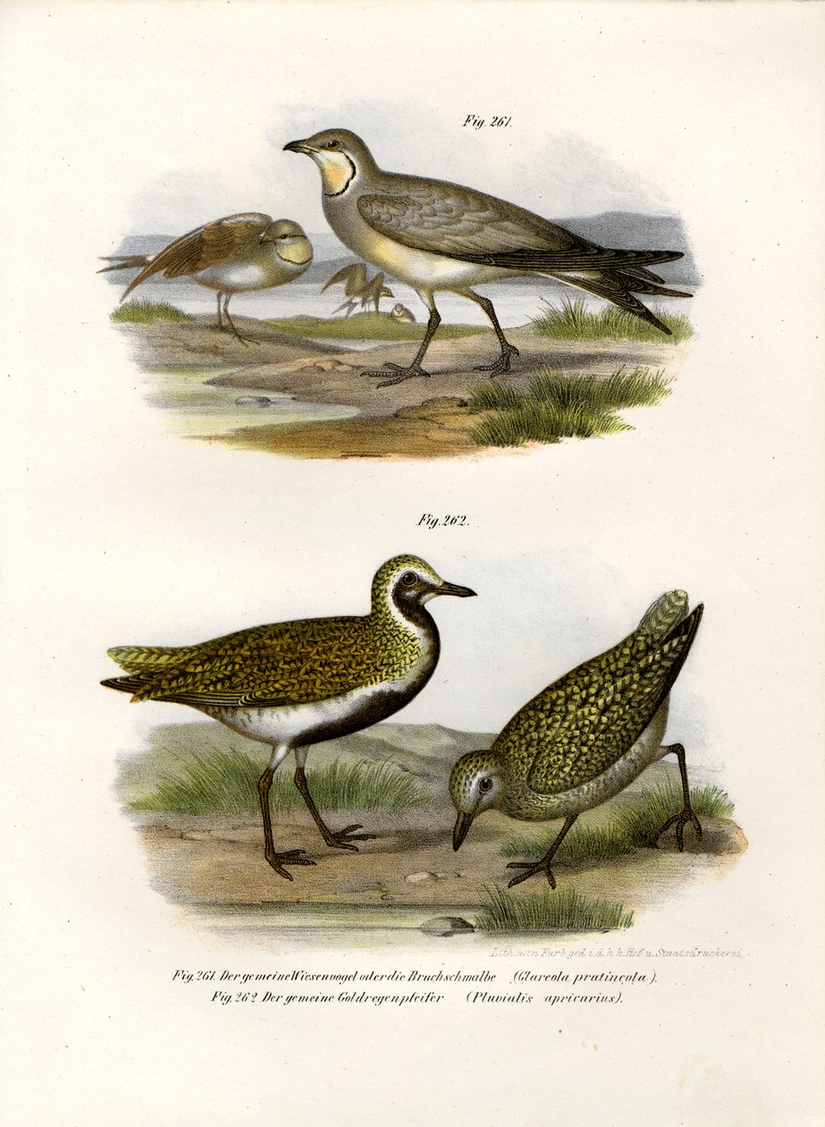 Galléros Pratincole, 1864 alkotó: German School