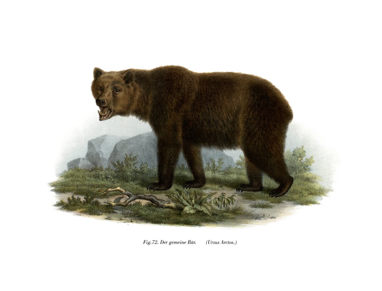 Közönséges medve, 1860 alkotó: German School