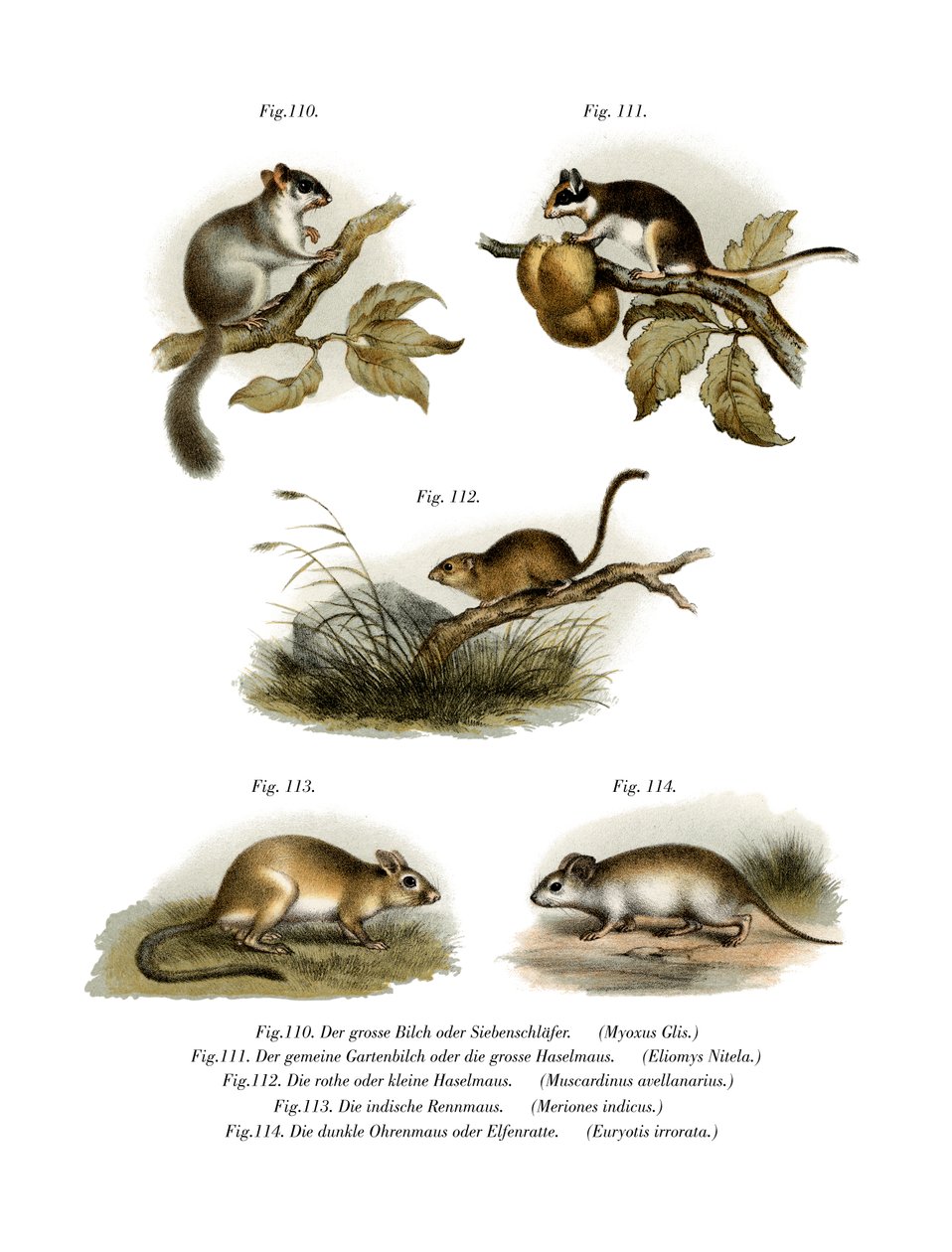 Közönséges Dormouse, 1860 alkotó: German School