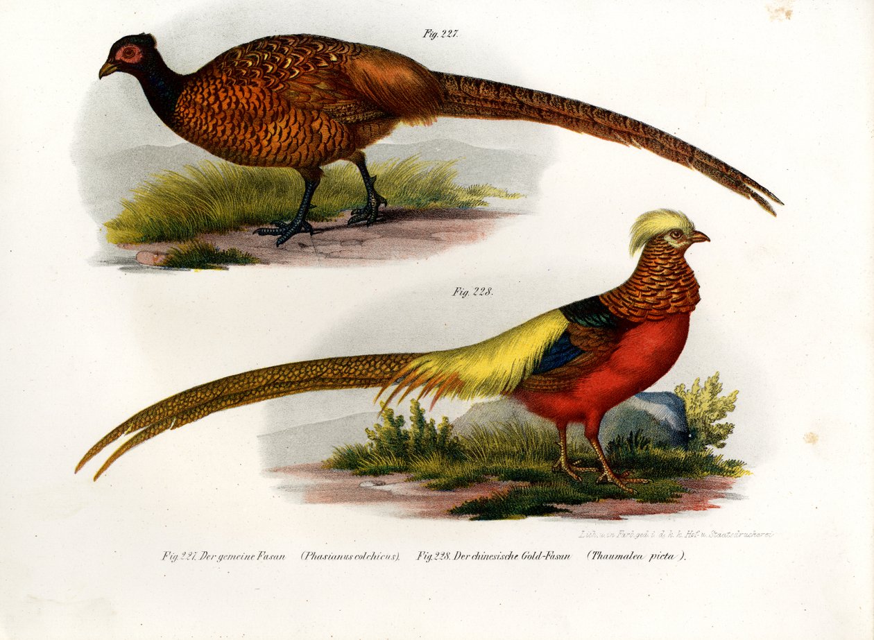 Közönséges fácán, 1864 alkotó: German School