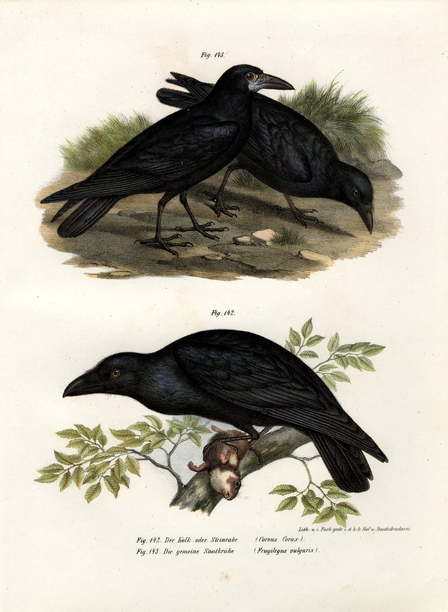 Közönséges holló, 1864 alkotó: German School