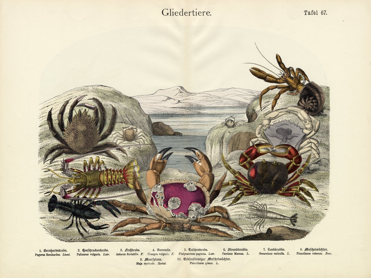 Rákok, 1860 körül alkotó: German School