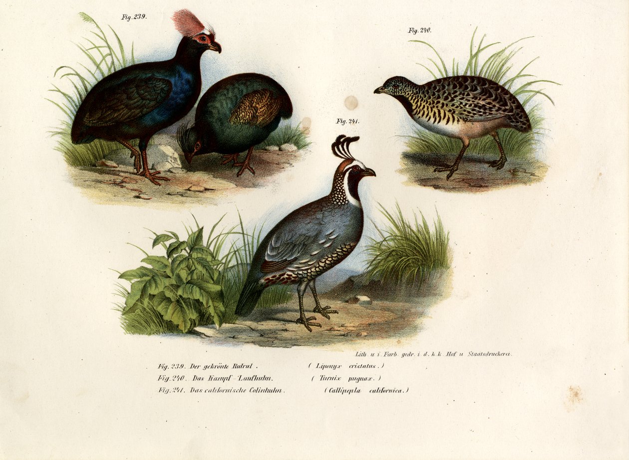 Tarajos fogoly, 1864 alkotó: German School
