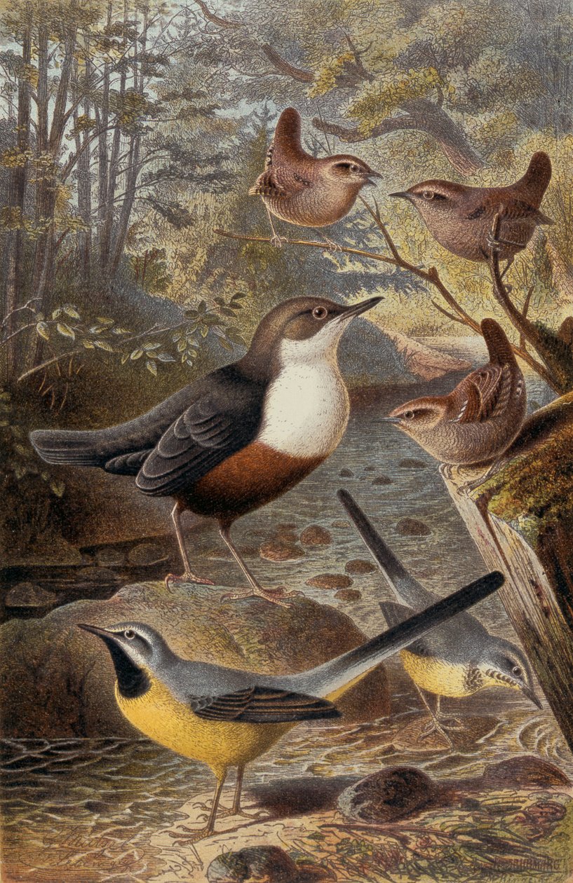Göncöl, Wren és Gray Wagtail, lemez a Brehm