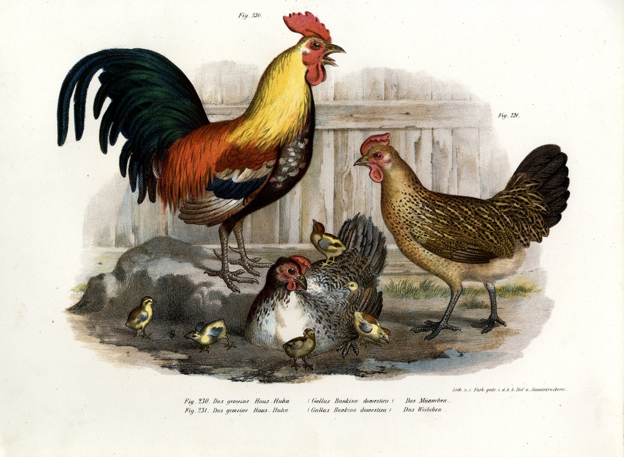 Házi tyúk, 1864 alkotó: German School