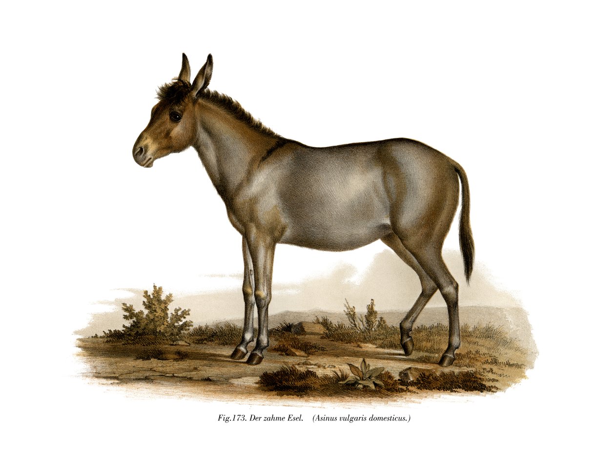 Szamár, 1860 alkotó: German School