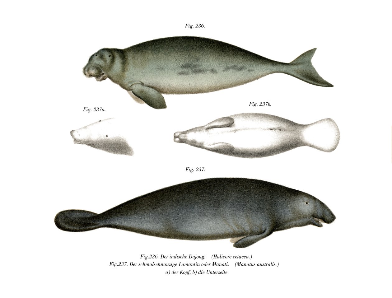 Dugong, 1860 alkotó: German School