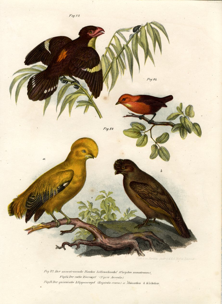 Dusky Broadbill, 1864 alkotó: German School