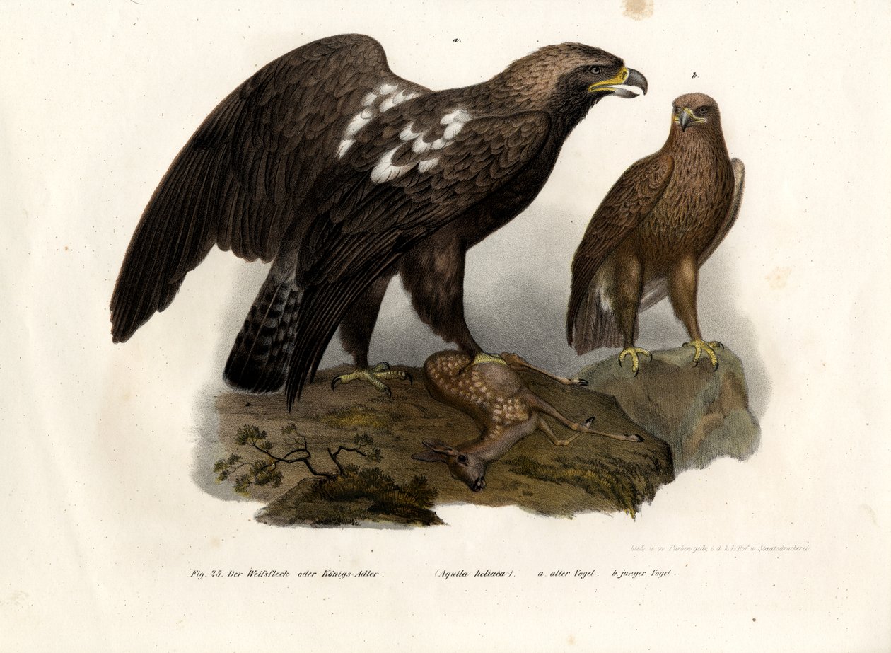 Keleti parlagi sas, 1864 alkotó: German School
