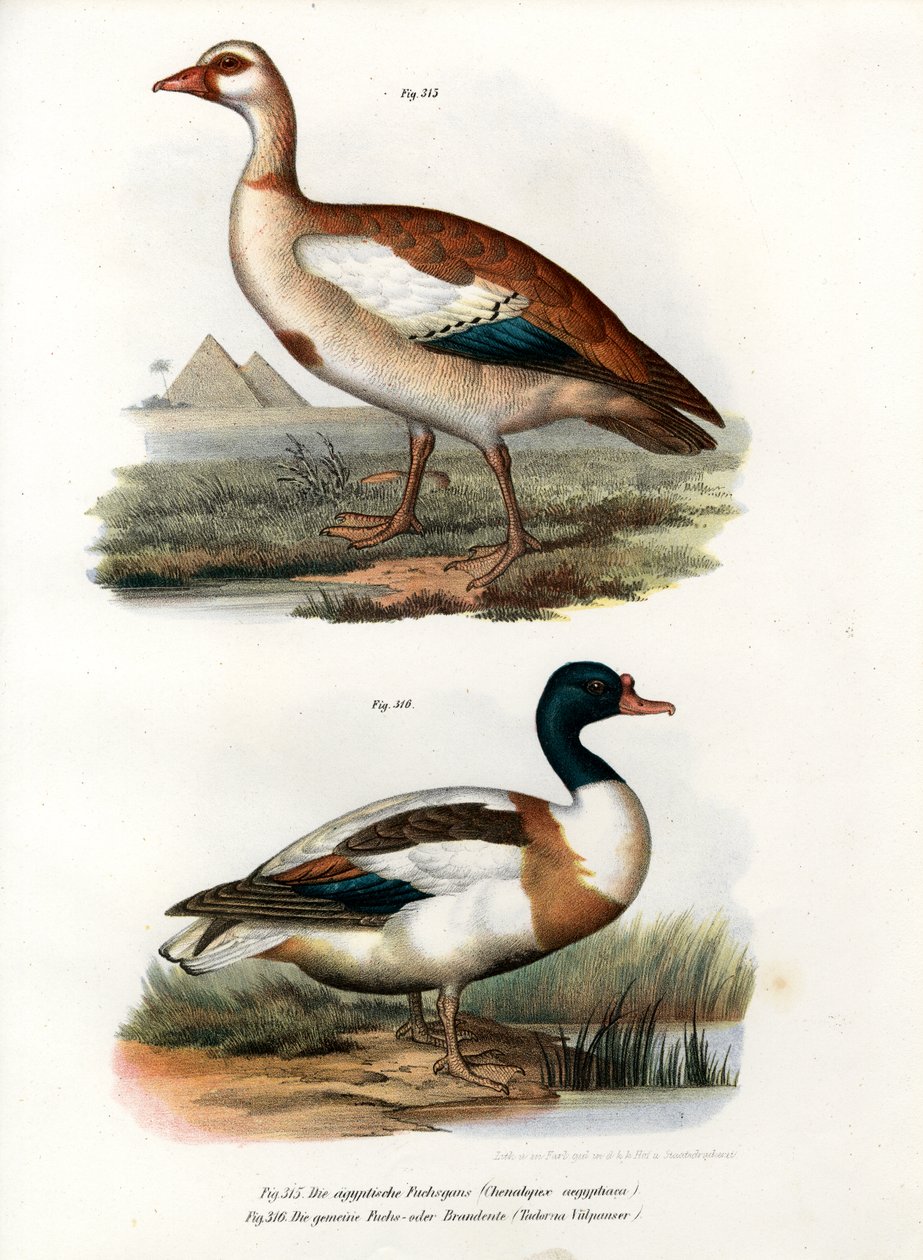 Egyiptomi liba, 1864 alkotó: German School