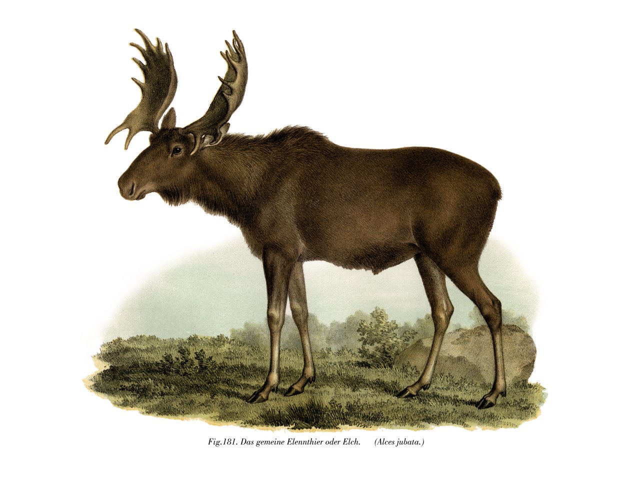 Elk, 1860 alkotó: German School