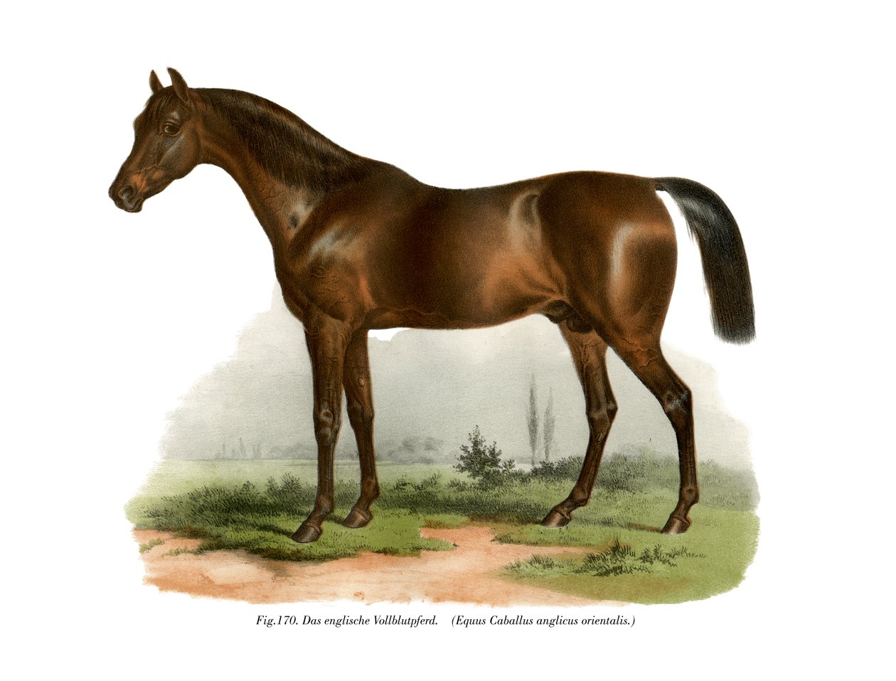 Angol telivér ló, 1860 alkotó: German School