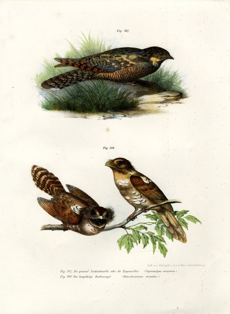 Eurázsiai Nightjar, 1864 alkotó: German School