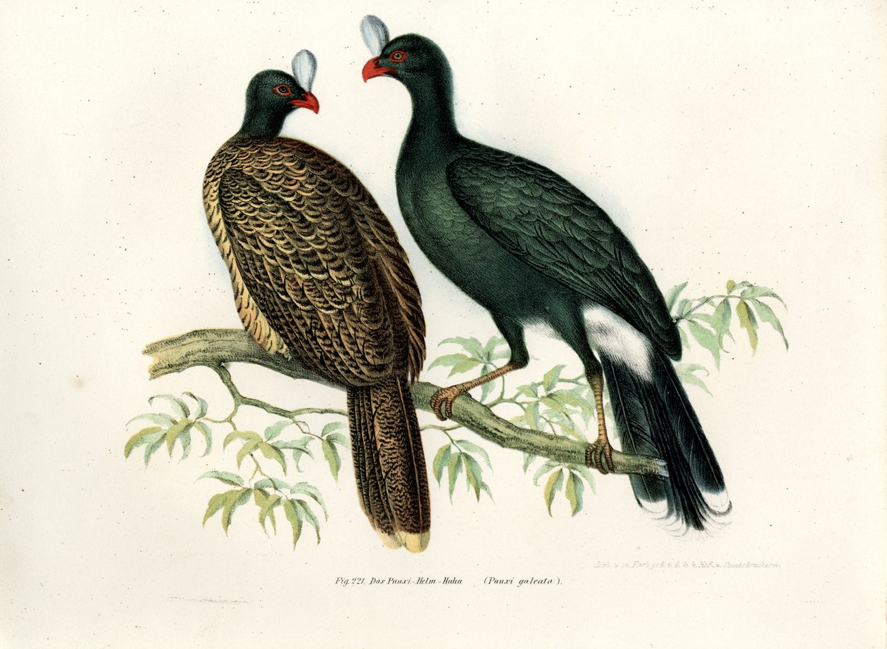 Galeated Curassow, 1864 alkotó: German School