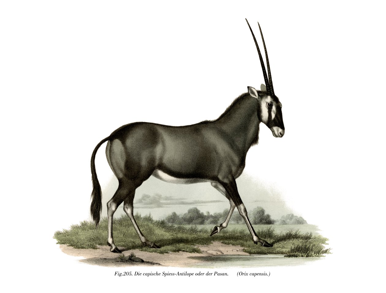 Gemsbok, 1860 alkotó: German School