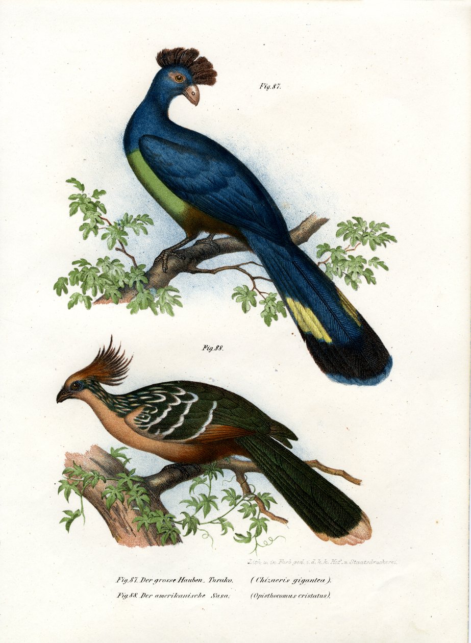 Nagy Turaco, 1864 alkotó: German School