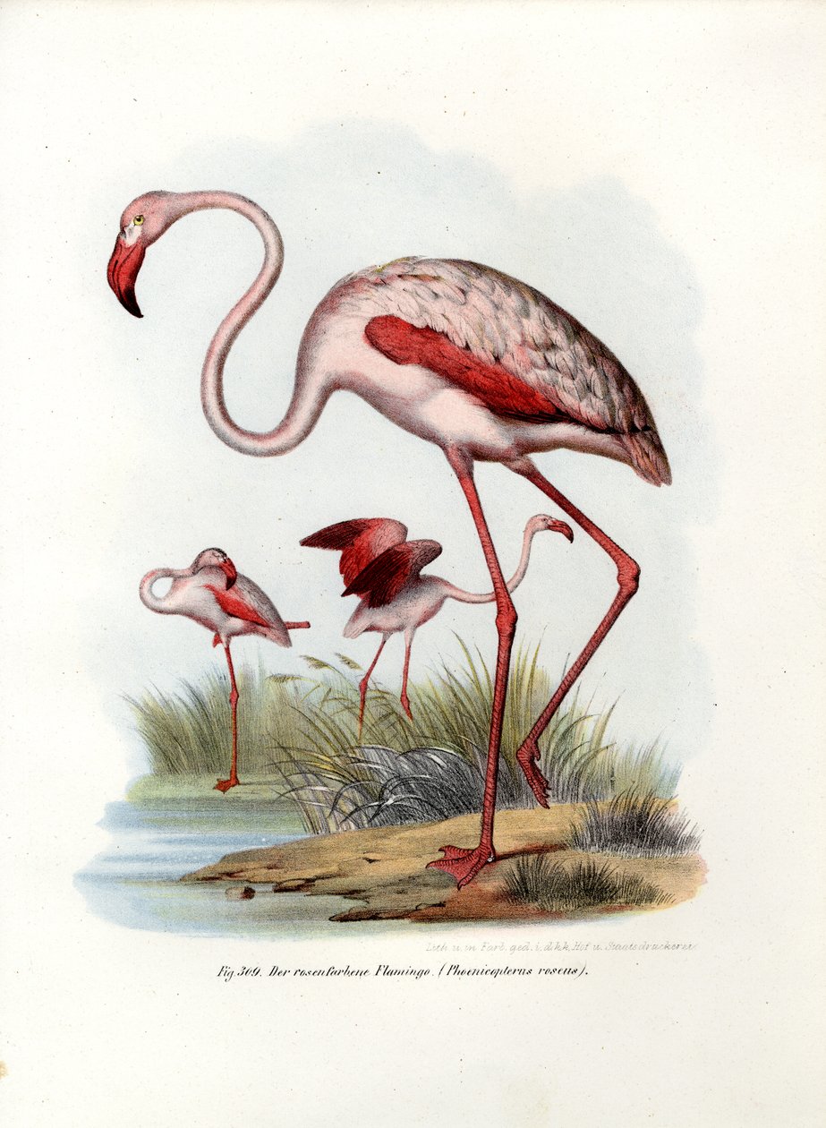 Nagy flamingó, 1864 alkotó: German School