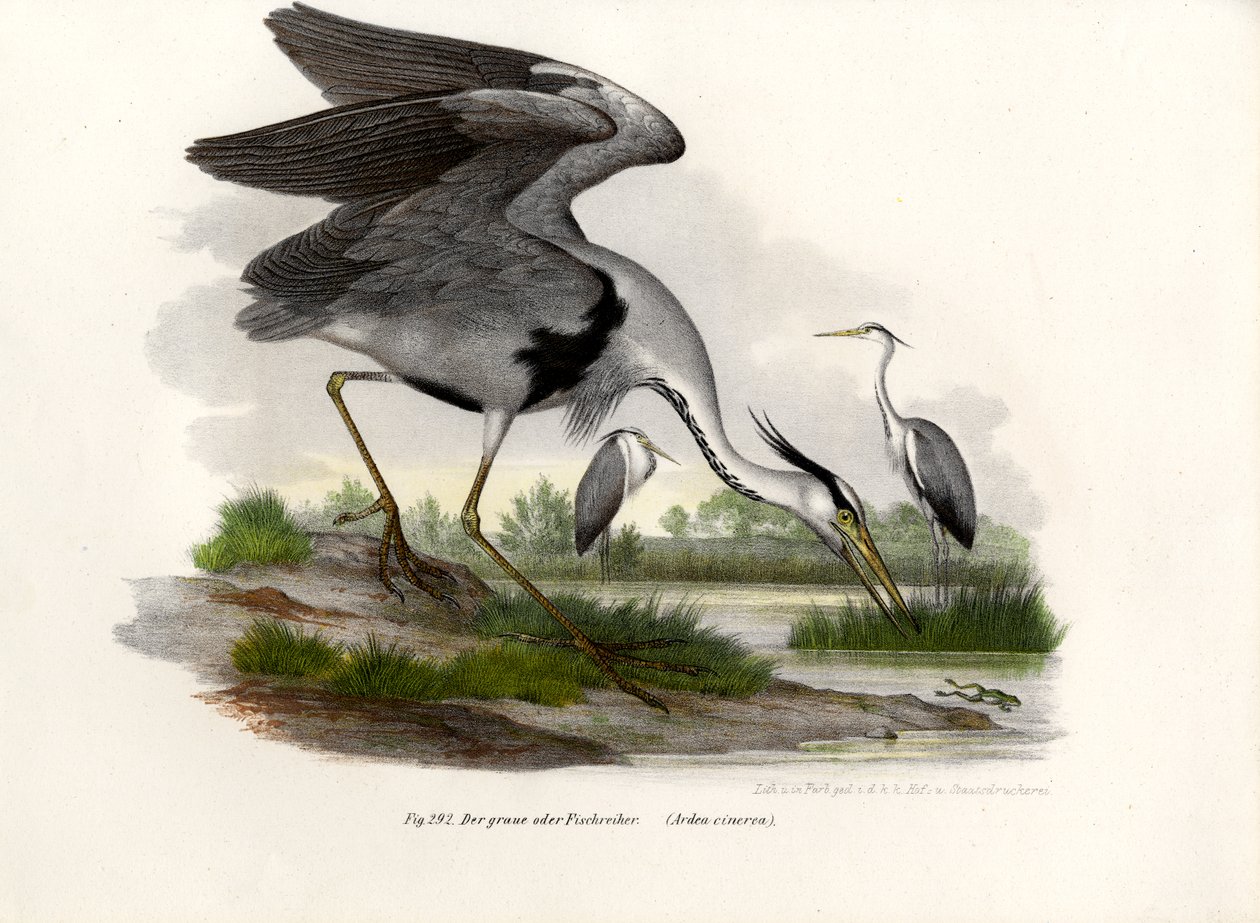Szürke gém, 1864 alkotó: German School
