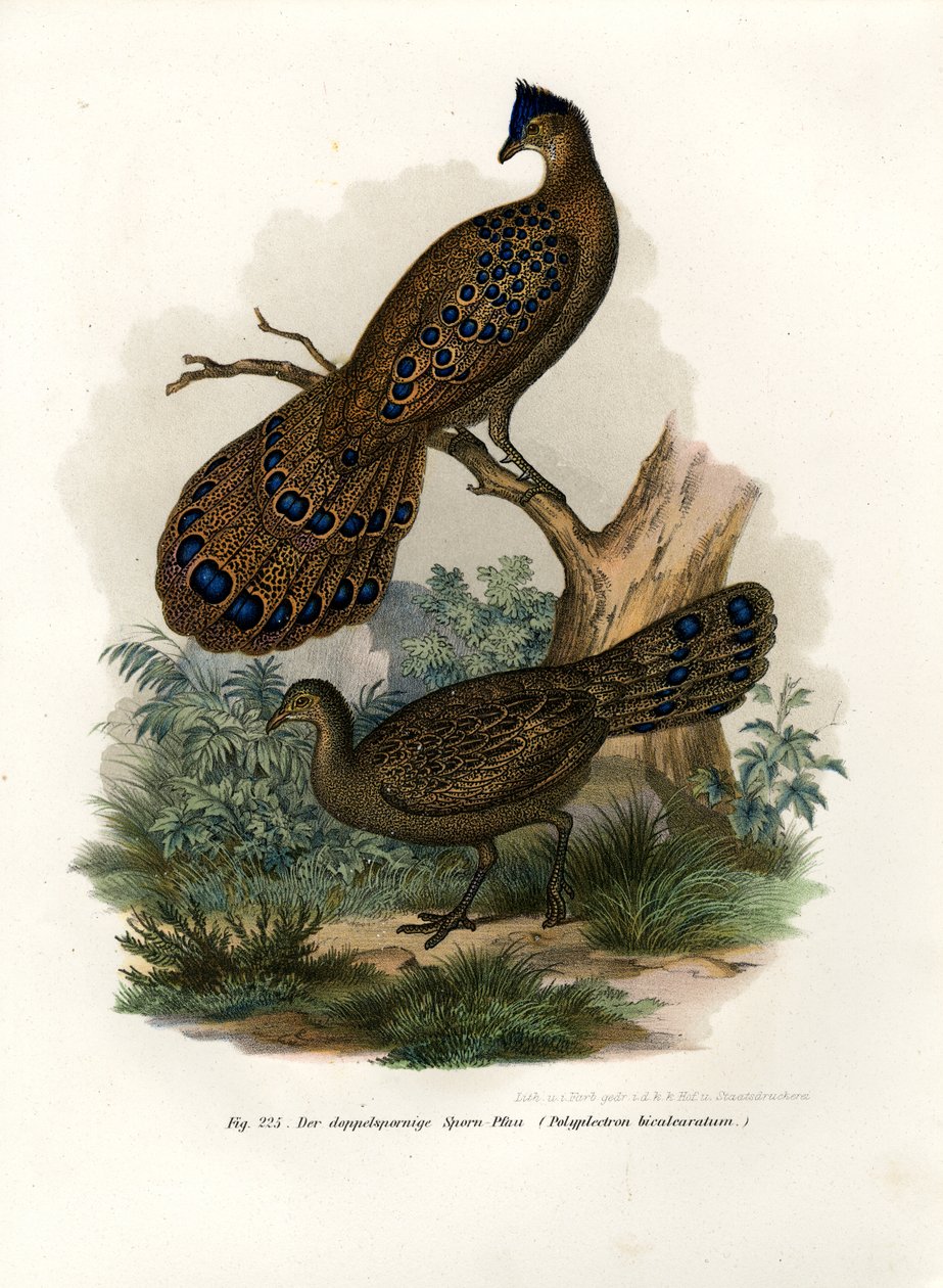 Szürke páva-fácán, 1864 alkotó: German School
