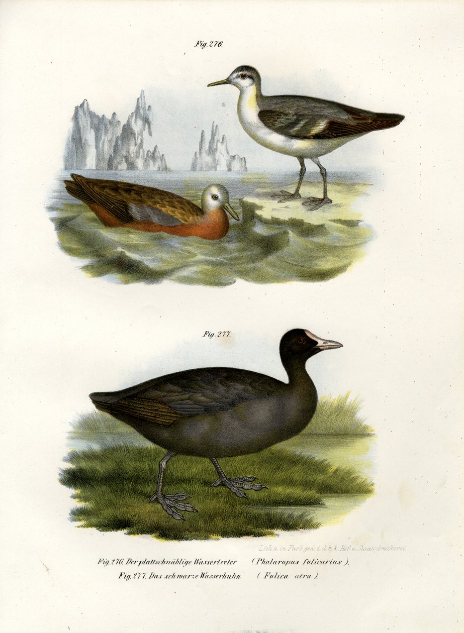 Szürke Phalarope, 1864 alkotó: German School