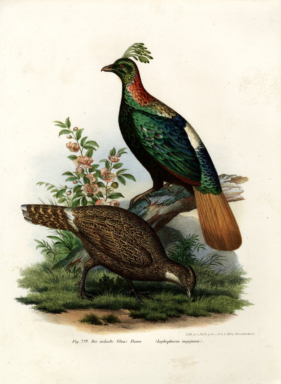 Himalájai monálfácán, 1864 alkotó: German School