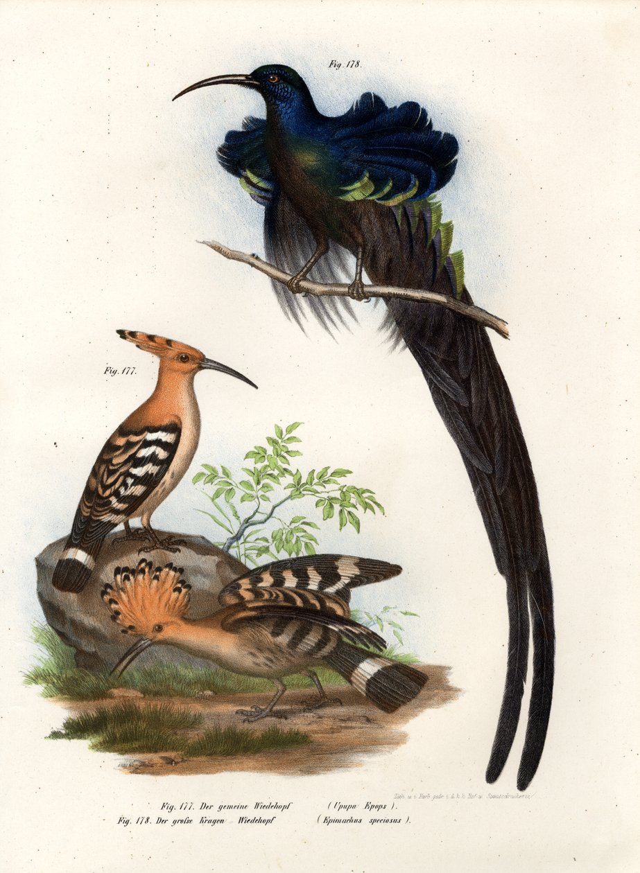 Hoopoe, 1864 alkotó: German School