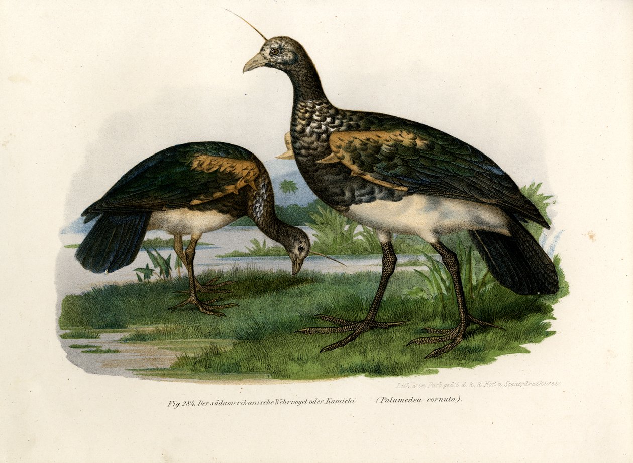 Horned Screamer, 1864 alkotó: German School