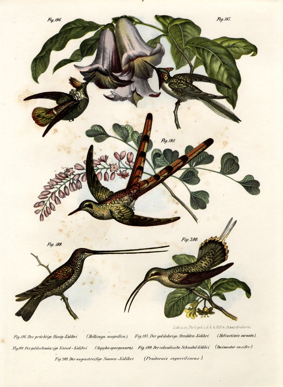 Kolibri, 1864 alkotó: German School