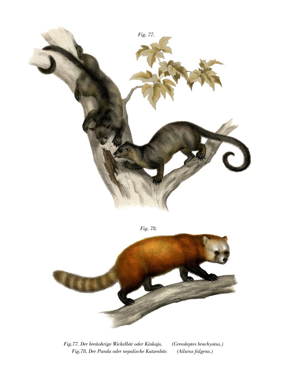 Kinkajou, 1860 alkotó: German School