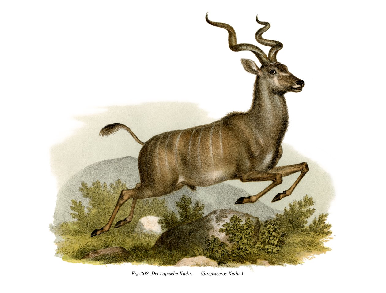 Kudu, 1860 alkotó: German School