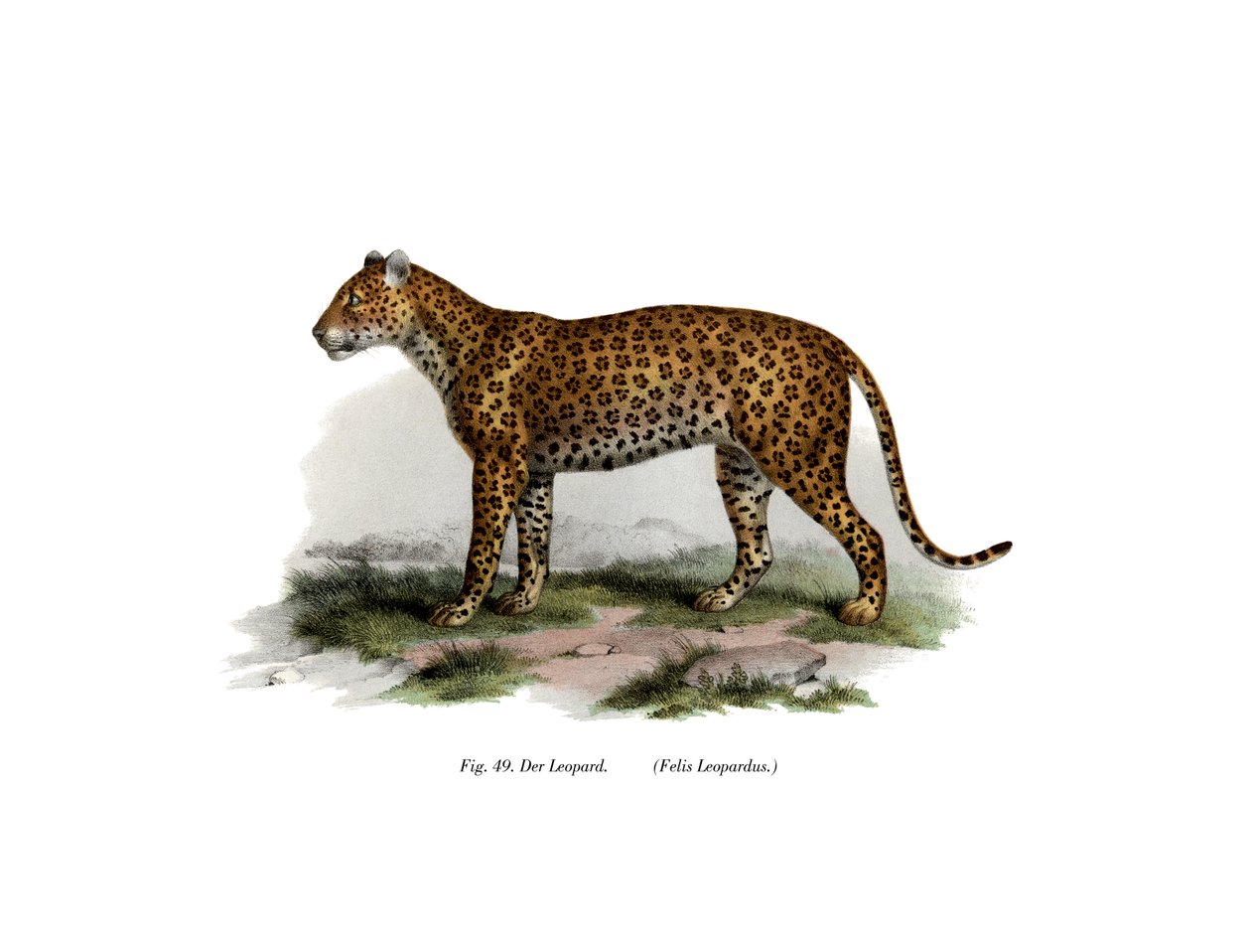 Leopárd, 1860 alkotó: German School