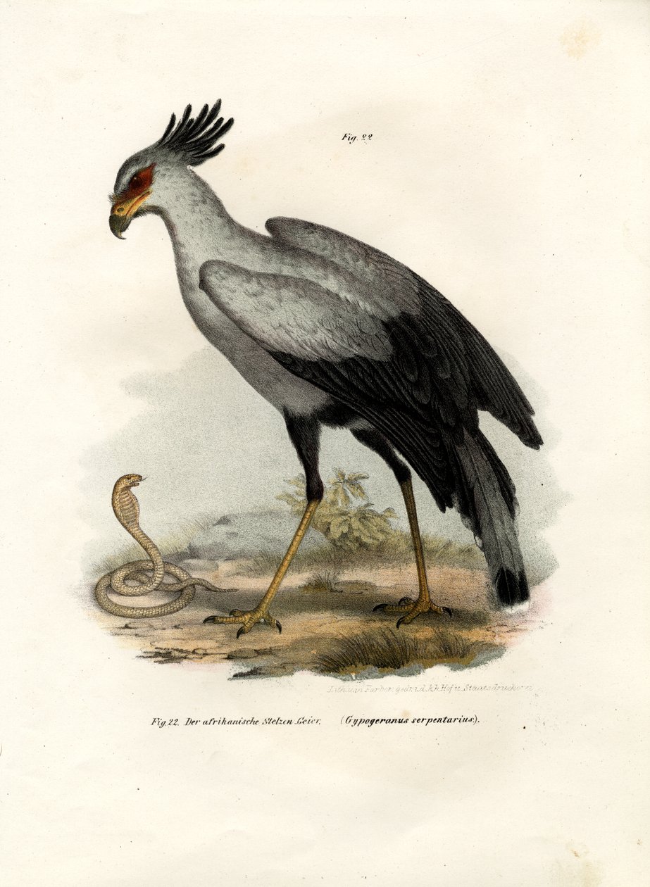 Hosszú lábú Raptorial Bird, 1864 alkotó: German School