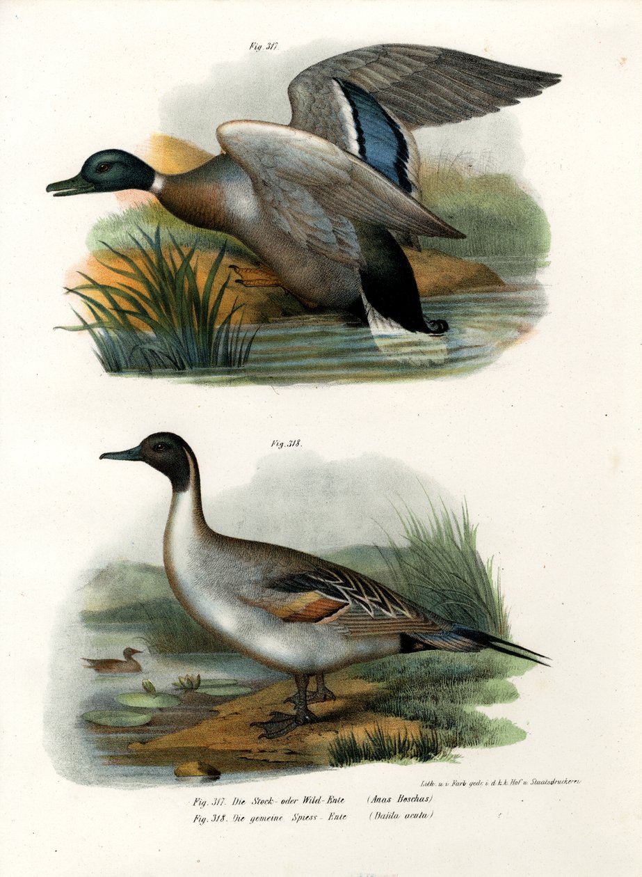 Tőkés réce, 1864 alkotó: German School