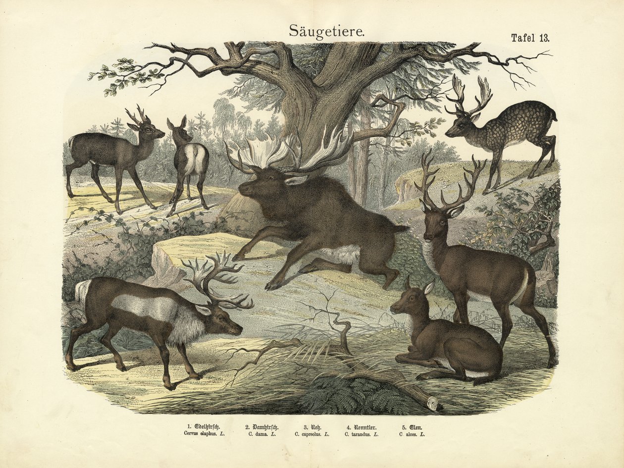 Emlősök, 1860 körül alkotó: German School